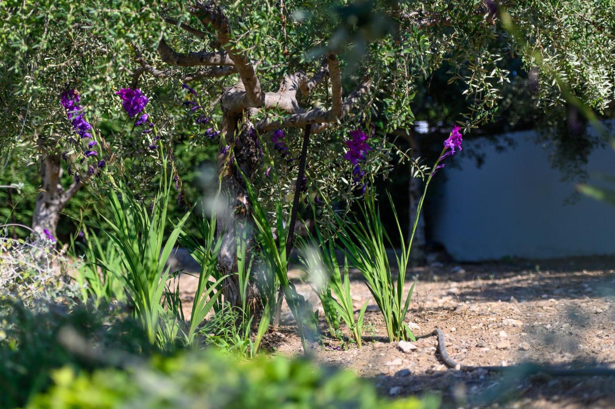 Phillyrea Luxury Villas Kos By Eksteriør billede